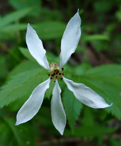{Gillenia stipulata}